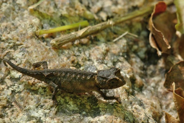 Anja Reserve Stub-tailed Chameleon (Brookesia brunoi)