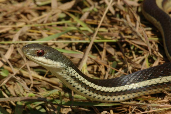 Lateral Water Snake (Thamnosophis lateralis)