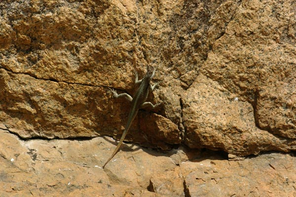 Grandidier’s Madagascar Swift (Oplurus grandidieri)