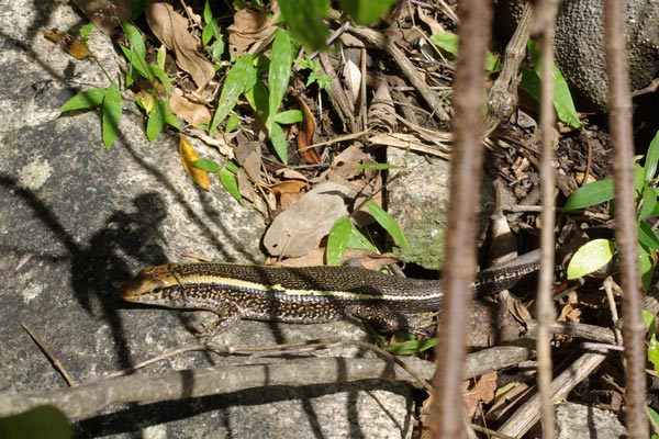 Broad-tailed Girdled Lizard (Zonosaurus laticaudatus)