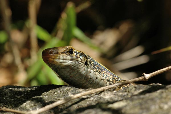 Broad-tailed Girdled Lizard (Zonosaurus laticaudatus)