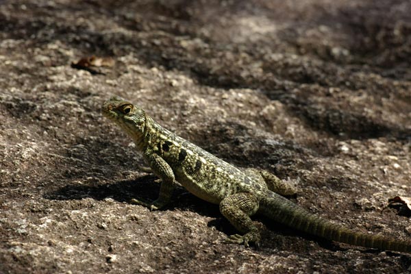 Dumeril’s Madagascar Swift (Oplurus quadrimaculatus)