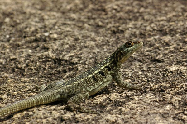 Dumeril’s Madagascar Swift (Oplurus quadrimaculatus)