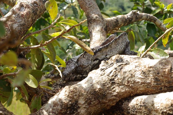 Oustalet’s Chameleon (Furcifer oustaleti)