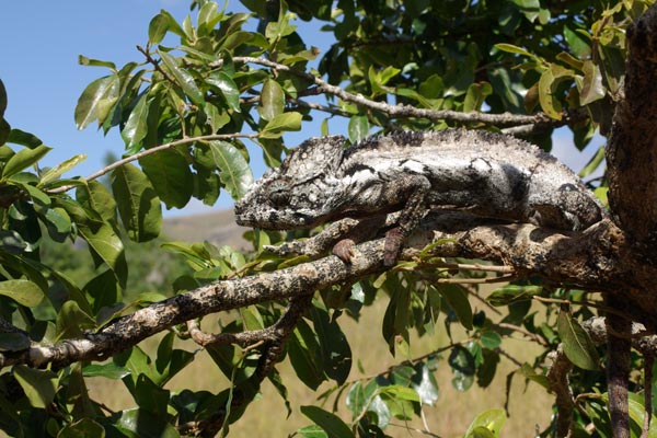 Oustalet’s Chameleon (Furcifer oustaleti)