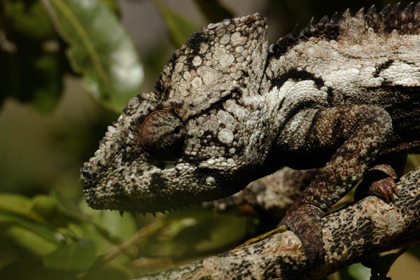 Oustalet’s Chameleon (Furcifer oustaleti)