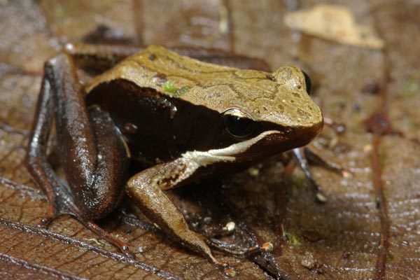 Eastern Madagascar Frog (Mantidactylus melanopleura)