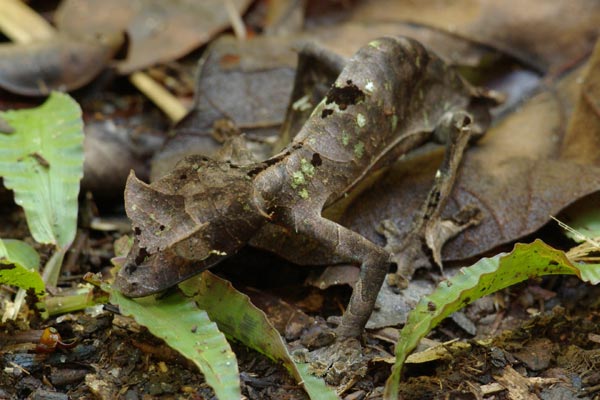 Satanic Leaf-tailed Gecko (Uroplatus phantasticus)