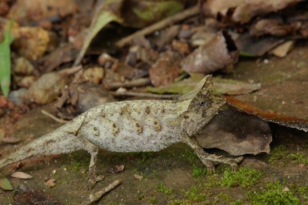 Horned Leaf Chameleon (Brookesia superciliaris)