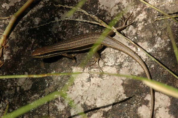 Boettger’s Mabuya (Trachylepis boettgeri)