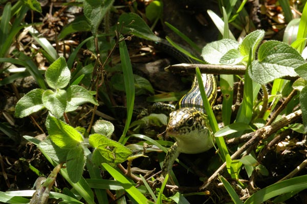 Ornate Girdled Lizard (Zonosaurus ornatus)