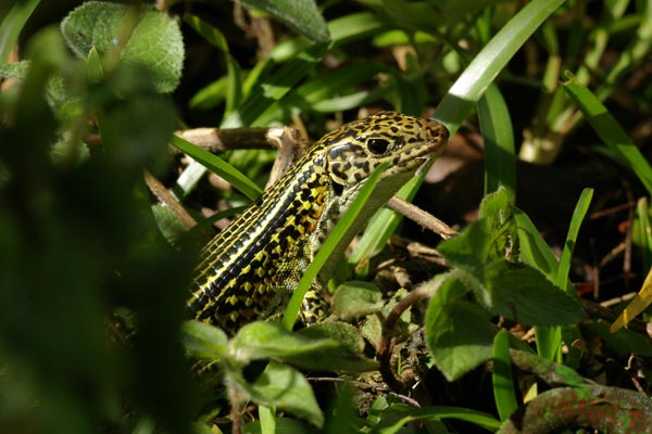 Ornate Girdled Lizard (Zonosaurus ornatus)