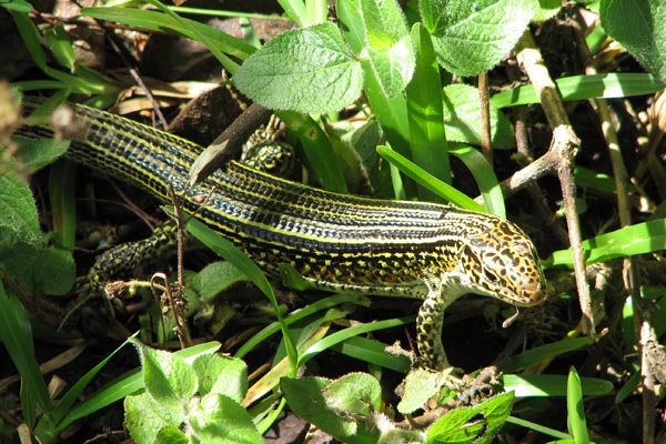 Ornate Girdled Lizard (Zonosaurus ornatus)