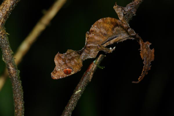 Satanic Leaf-tailed Gecko (Uroplatus phantasticus)