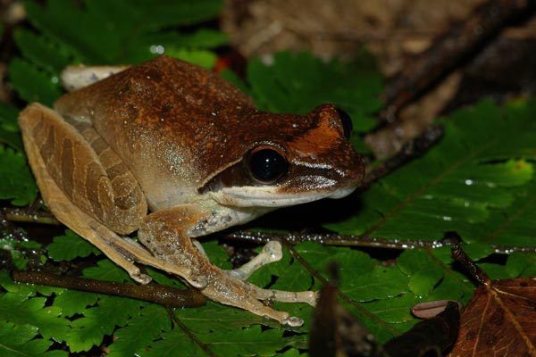 no known English name (Guibemantis tornieri)