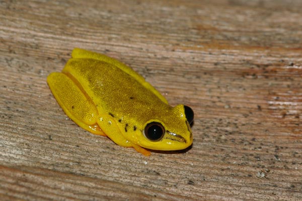 Blue-back Reed Frog (Heterixalus madagascariensis)