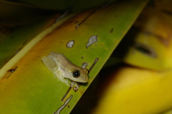 Blue-back Reed Frog (Heterixalus madagascariensis)