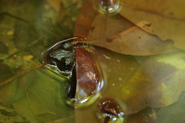 Grandidier’s Madagascar Frog (Mantidactylus grandidieri)