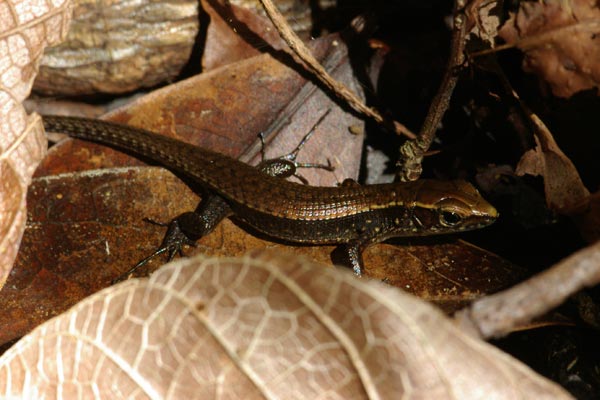 Brygoo’s Girdled Lizard (Zonosaurus brygooi)