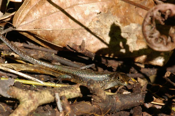 Brygoo’s Girdled Lizard (Zonosaurus brygooi)