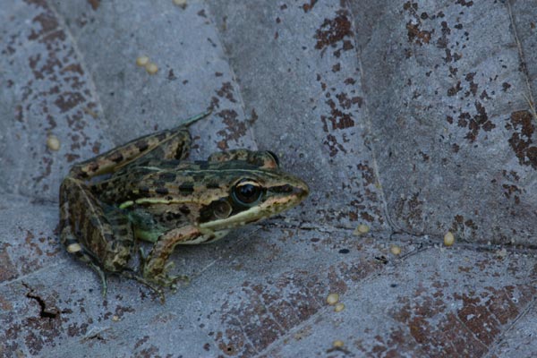 Mascarene Ridged Frog (Ptychadena mascareniensis)