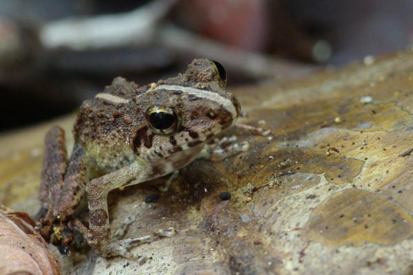 no known English name (Gephyromantis kremenae)