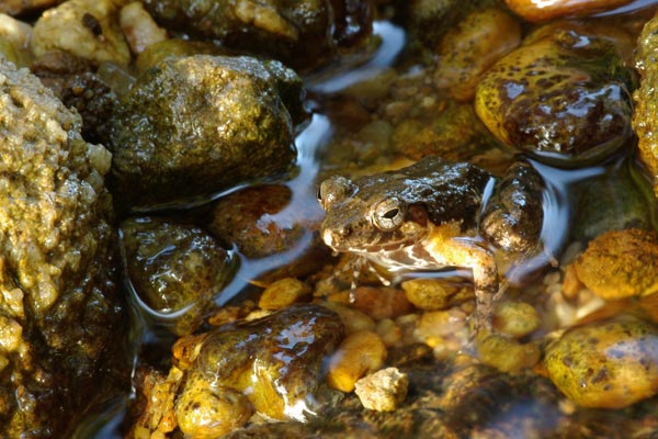 no known English name (Mantidactylus jonasi)