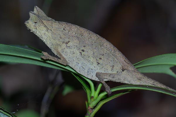 Horned Leaf Chameleon (Brookesia superciliaris)