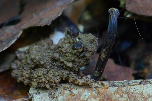 no known English name (Gephyromantis oelkrugi)