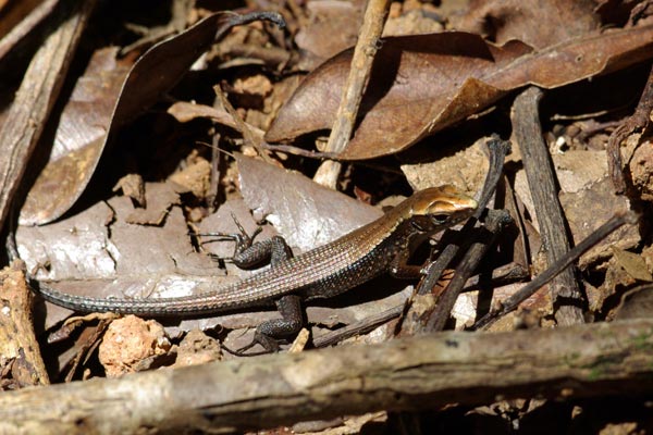 Brygoo’s Girdled Lizard (Zonosaurus brygooi)