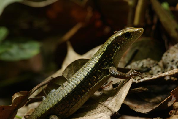 Brygoo’s Girdled Lizard (Zonosaurus brygooi)