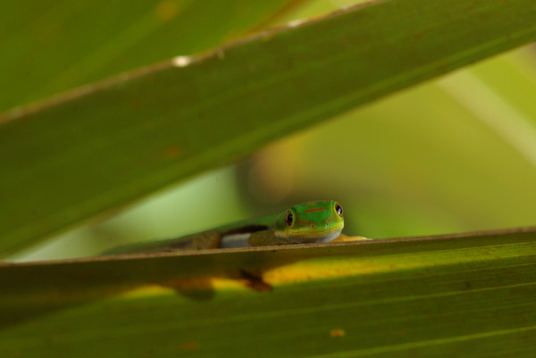 Small Lined Day Gecko (Phelsuma pusilla pusilla)