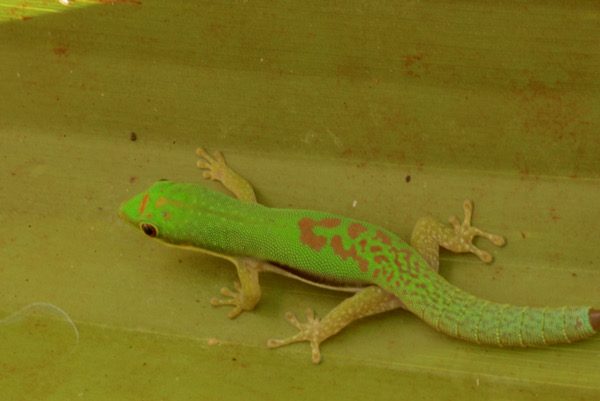 Small Lined Day Gecko (Phelsuma pusilla pusilla)