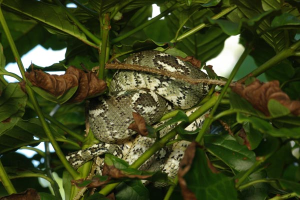 Madagascar Tree Boa (Sanzinia madagascariensis)