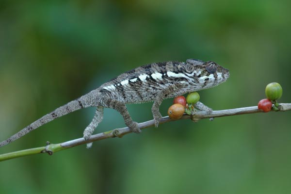 Panther Chameleon (Furcifer pardalis)