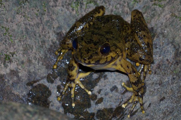 unidentified species (Mantidactylus grandidieri or radaka)