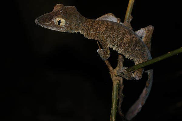 Common Leaf-tailed Gecko (Uroplatus fimbriatus)