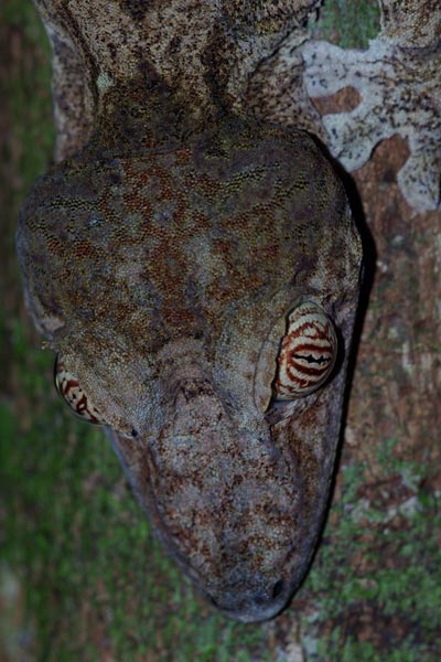 Common Leaf-tailed Gecko (Uroplatus fimbriatus)