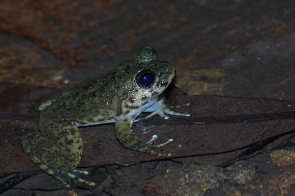 unidentified species (Mantidactylus grandidieri or radaka)