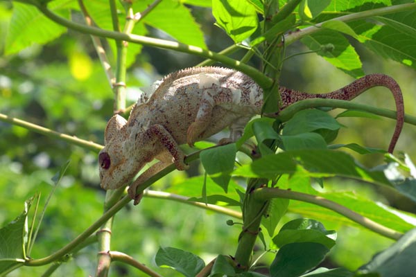 Oustalet’s Chameleon (Furcifer oustaleti)