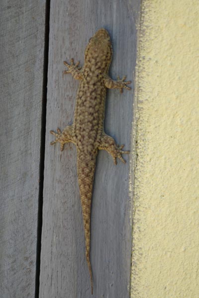 Golden Fish-scaled Gecko (Geckolepis maculata)