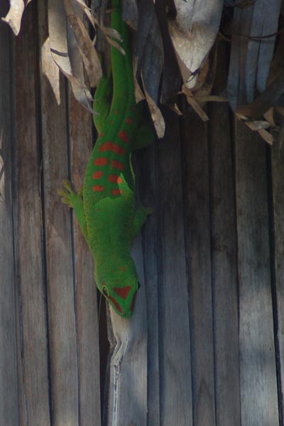 Giant Madagascar Day Gecko (Phelsuma grandis)