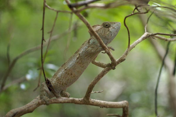 Oustalet’s Chameleon (Furcifer oustaleti)