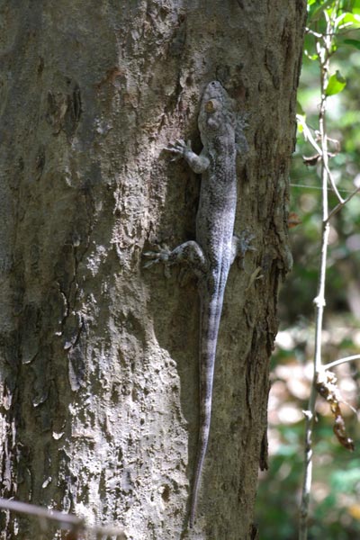 Madagascar Velvet Gecko (Blaesodactylus boivini)