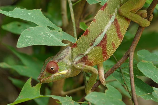 Panther Chameleon (Furcifer pardalis)