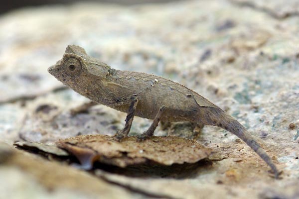 Plated Leaf Chameleon (Brookesia stumpffi)