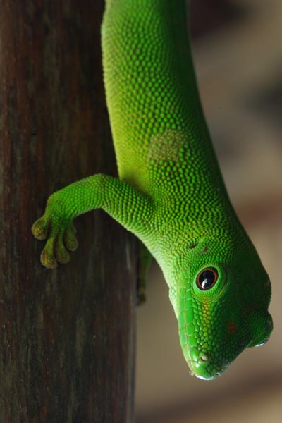 Giant Madagascar Day Gecko (Phelsuma grandis)