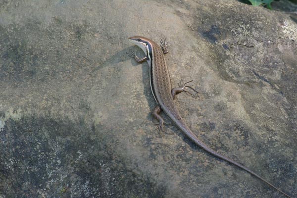 Gravenhorst’s Mabuya (Trachylepis gravenhorstii)