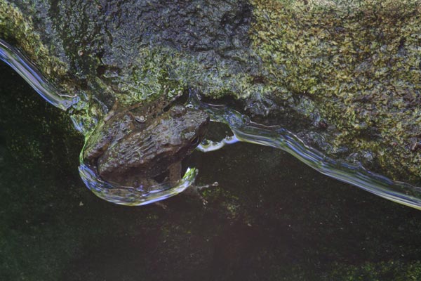 Warty Madagascar Frog (Mantidactylus ulcerosus)