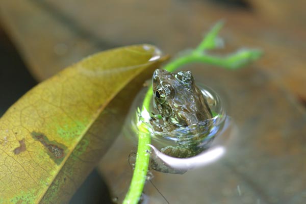 Warty Madagascar Frog (Mantidactylus ulcerosus)